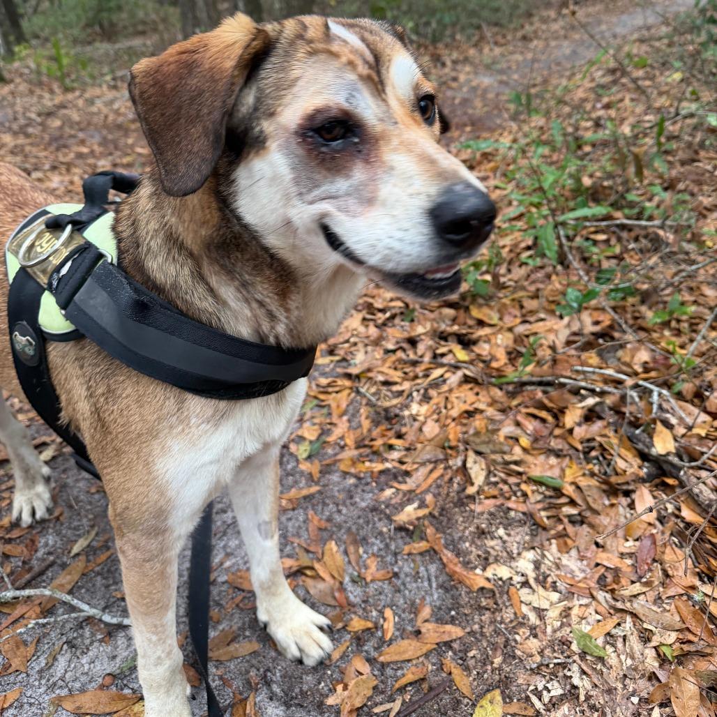 Violet, a Adoptable mixed breed in Williston, FL image 6/6