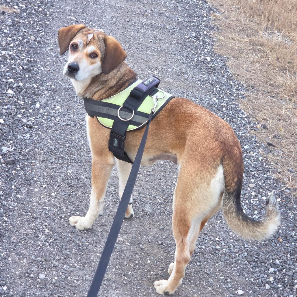 Enlarge Violet, a Adoptable mixed breed in Williston, FL image 6/6