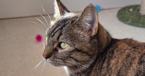 Enlarge Sassy, a Adoptable Domestic Short Hair in Salmon, ID image 1/6