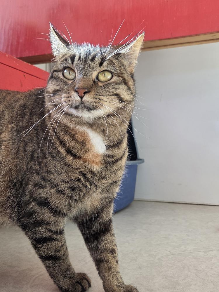 Sassy, a Adoptable Domestic Short Hair in Salmon, ID image 1/3