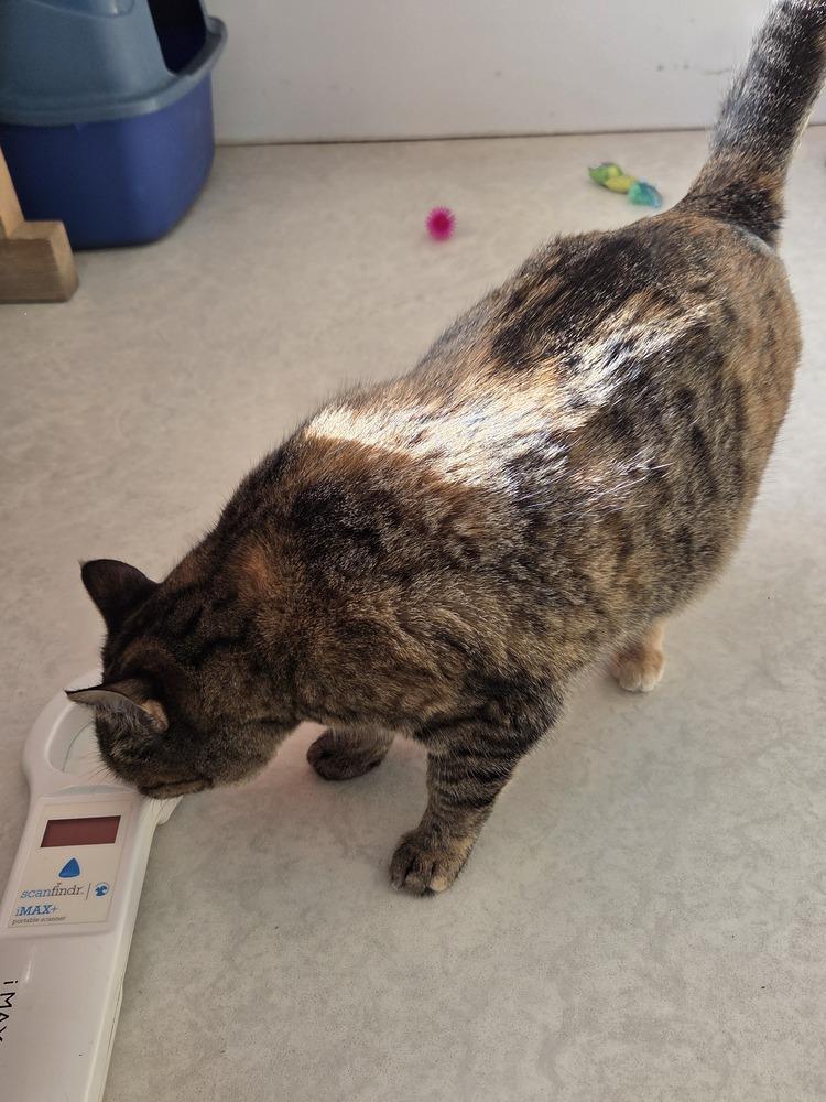 Sassy, a Adoptable Domestic Short Hair in Salmon, ID image 2/3