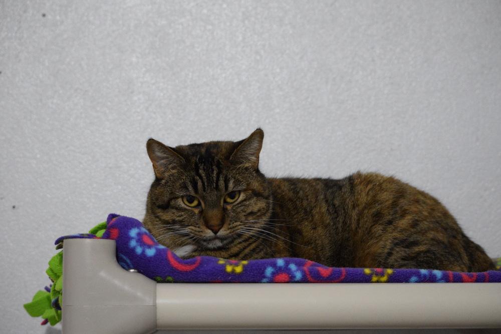 Enlarge Sassy, a Adoptable Domestic Short Hair in Salmon, ID image 4/6