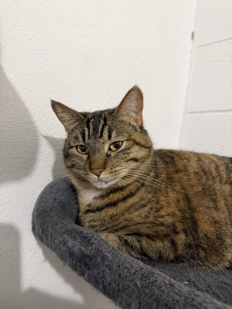 Enlarge Sassy, a Adoptable Domestic Short Hair in Salmon, ID image 5/5
