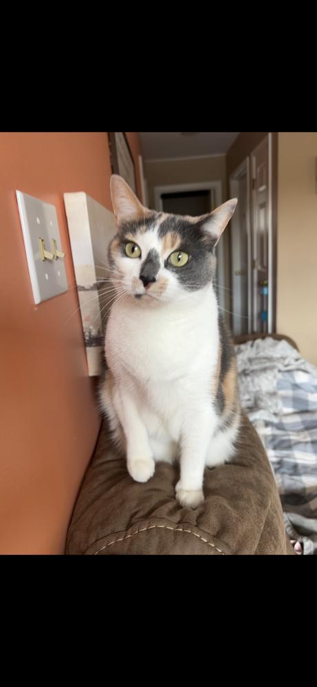 Enlarge Callie, a Adoptable mixed breed in Harpers Ferry, WV image 3/4