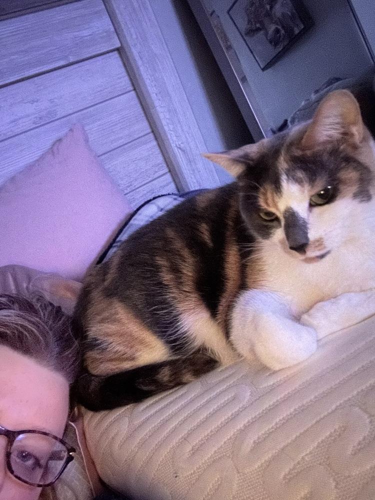 Enlarge Callie, a Adoptable mixed breed in Harpers Ferry, WV image 4/4