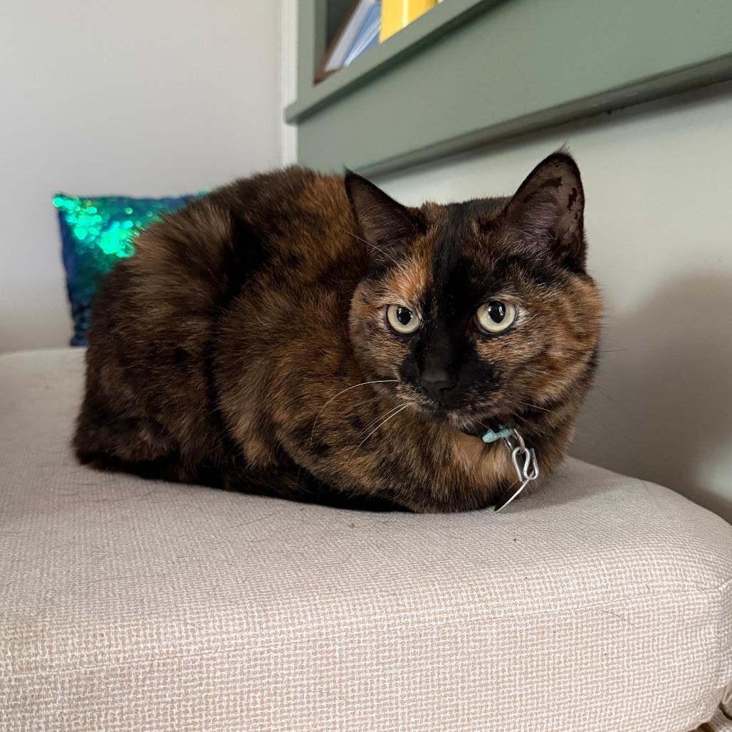 Phoenix, Adoptable, Adult Female Domestic Short Hair.