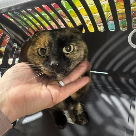 Phoenix, Adoptable, Adult Female Domestic Short Hair.