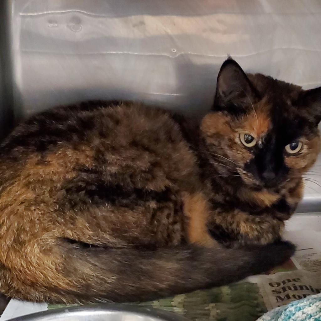 Phoenix, a Adoptable mixed breed in Amarillo, TX image 2/2