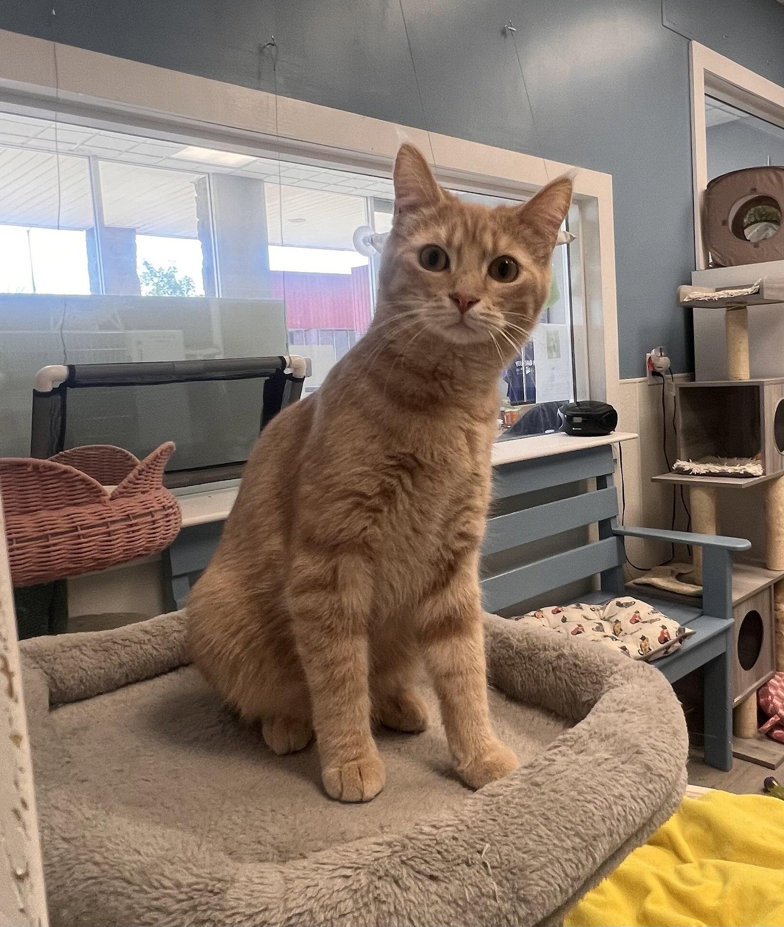 Brambles, Adoptable, Young Male Domestic Short Hair.