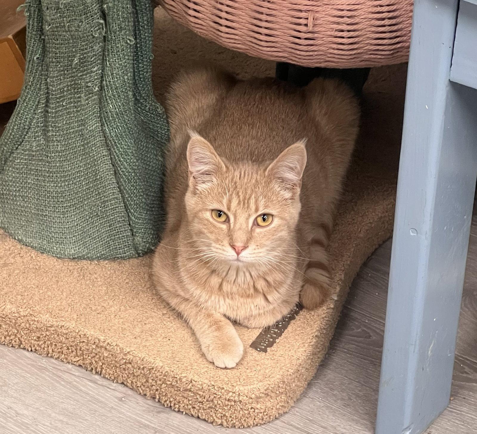 Enlarge Brambles, a Adoptable Domestic Short Hair in Georgetown, KY image 3/3