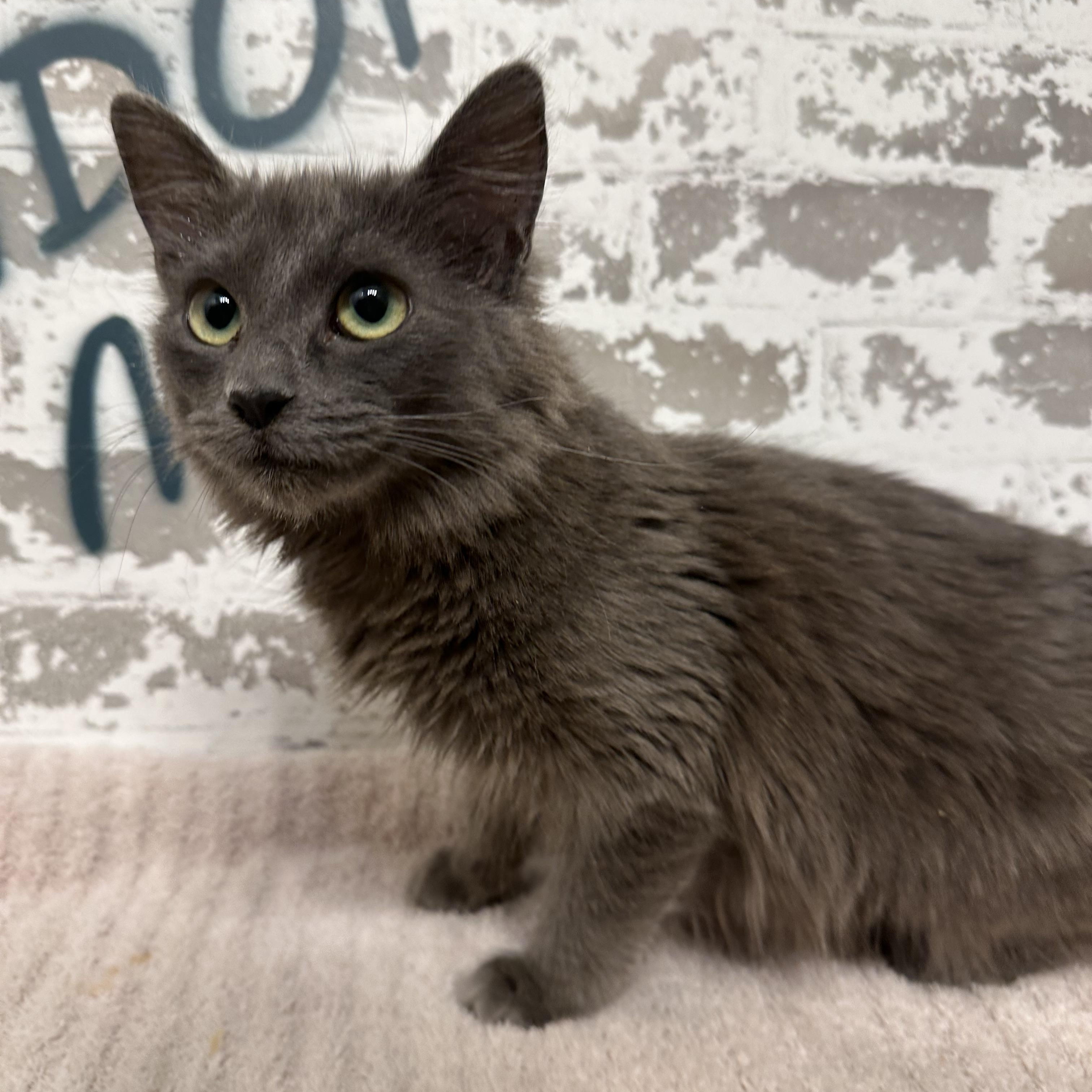 Cheesecake, adopted, Kitten Female Domestic Medium Hair & Russian Blue.