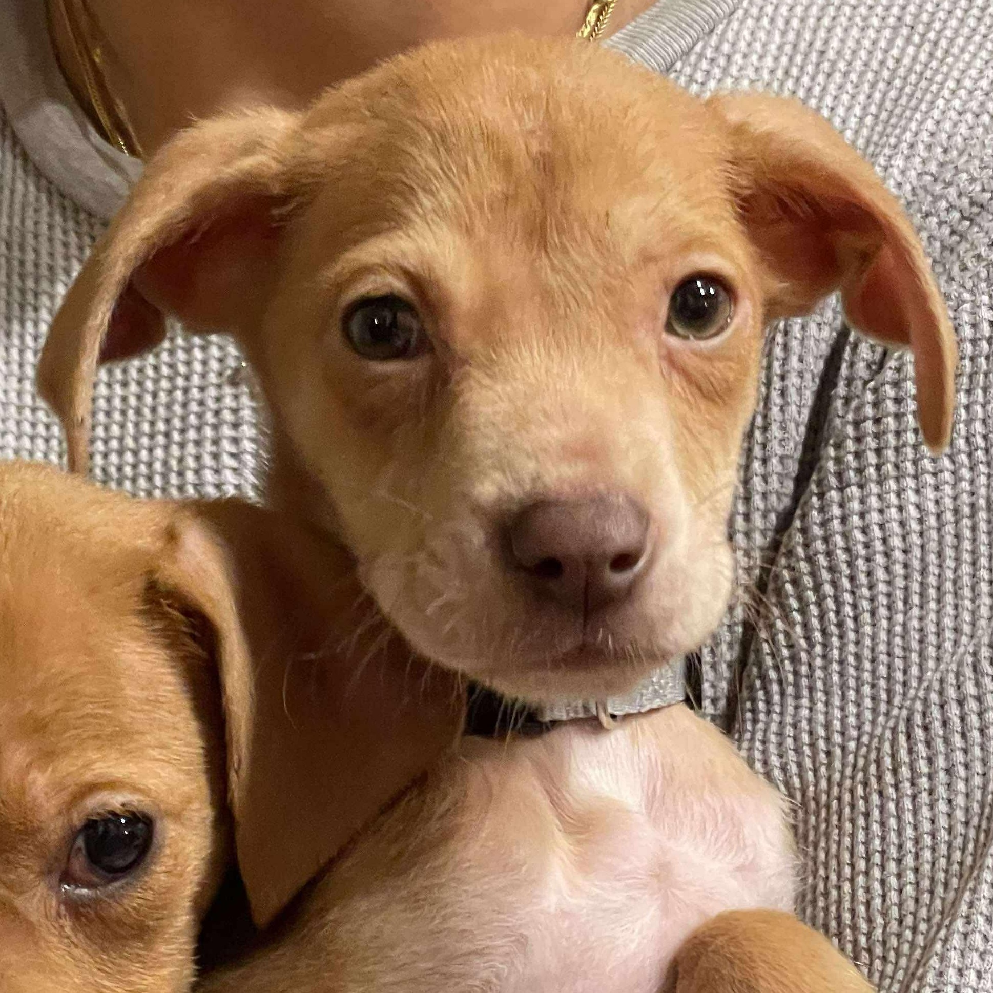 Enlarge Texas Hold 'Em, a Adoptable mixed breed in Richmond, VA image 3/6