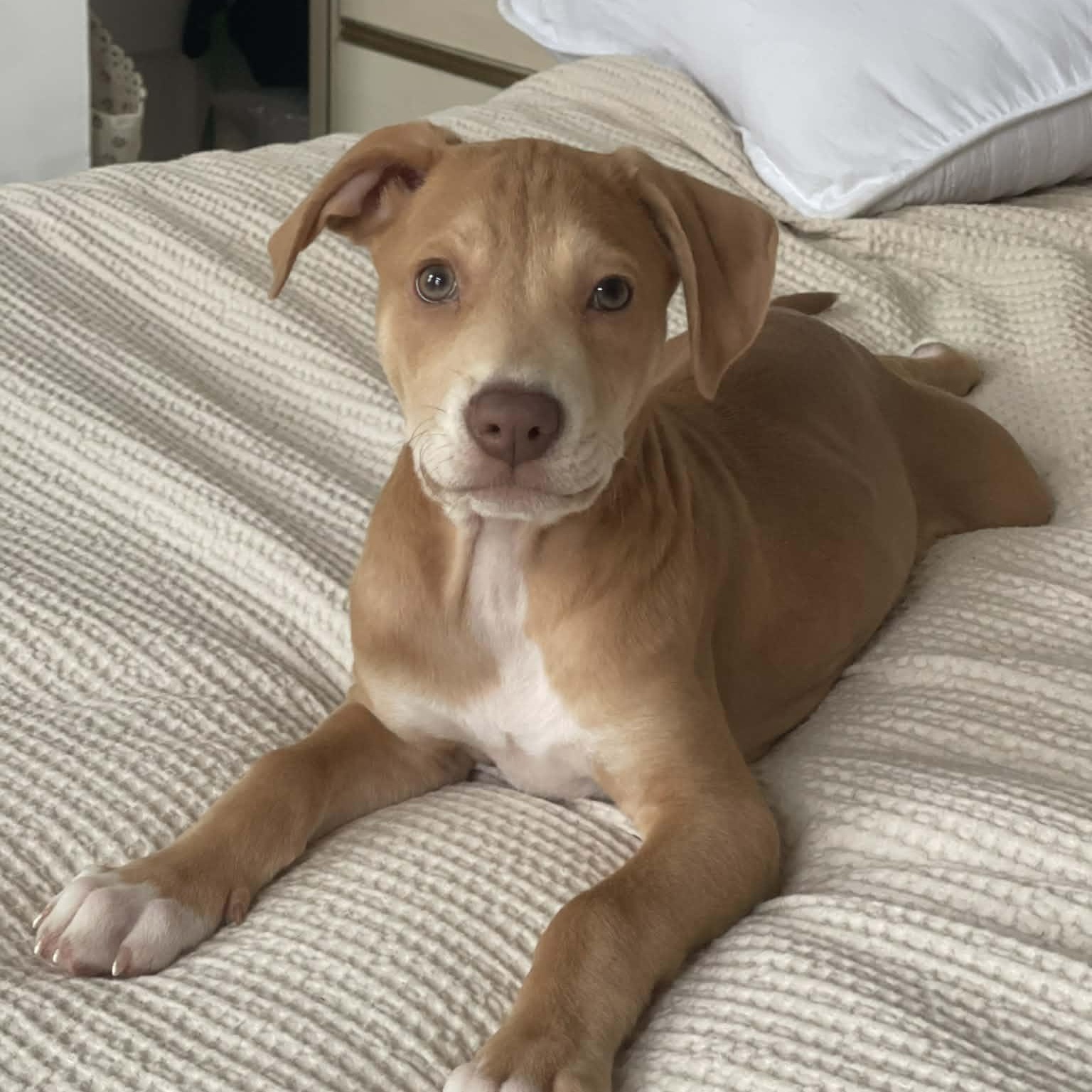 Texas Hold 'Em, Adoptable, Puppy Male Pit Bull Terrier & Chihuahua.