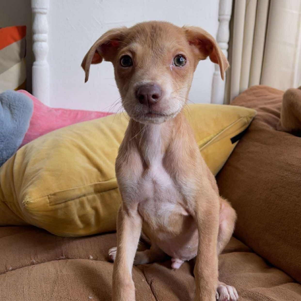 Enlarge Texas Hold 'Em, a Adoptable mixed breed in Richmond, VA image 2/6