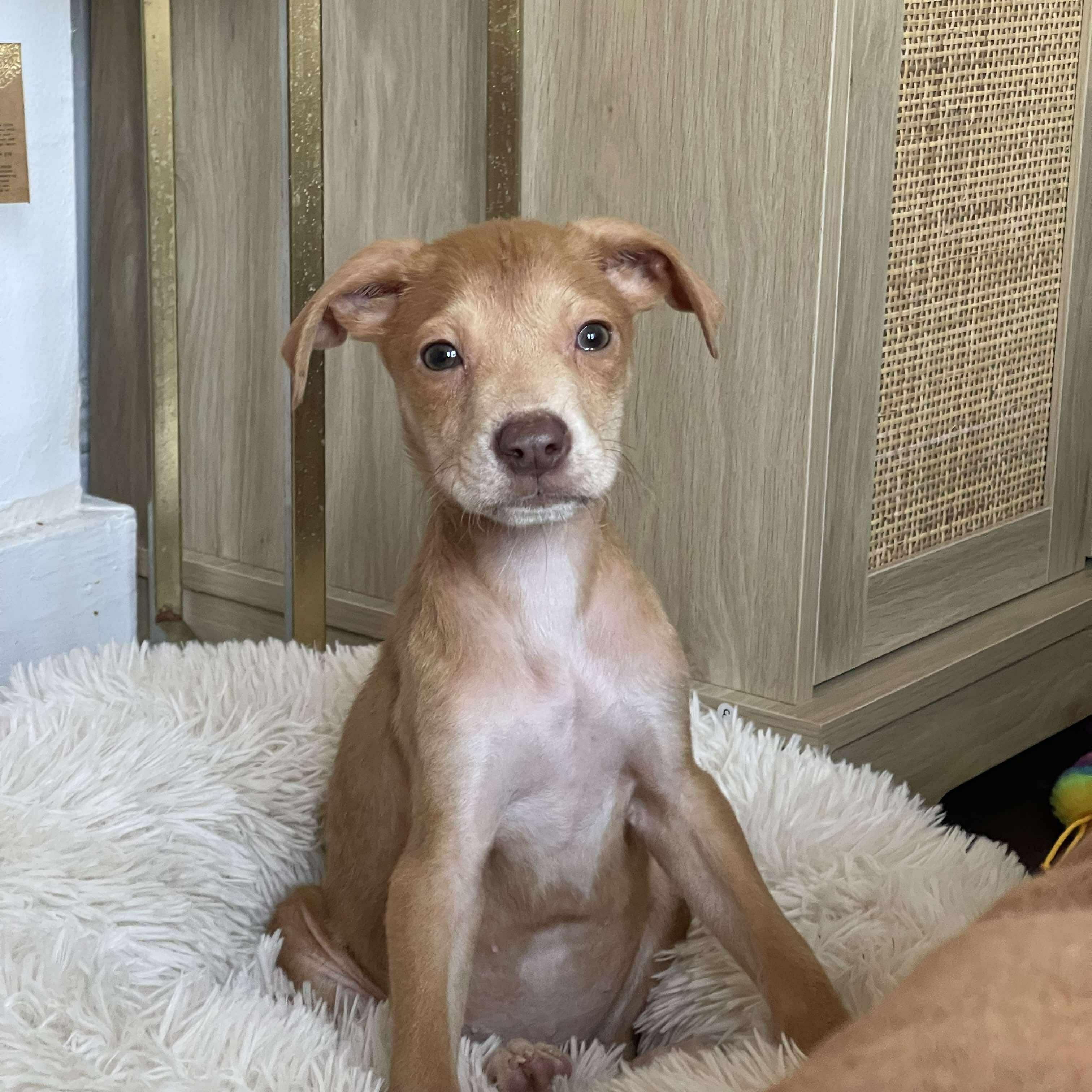 Enlarge Texas Hold 'Em, a Adoptable mixed breed in Richmond, VA image 6/6