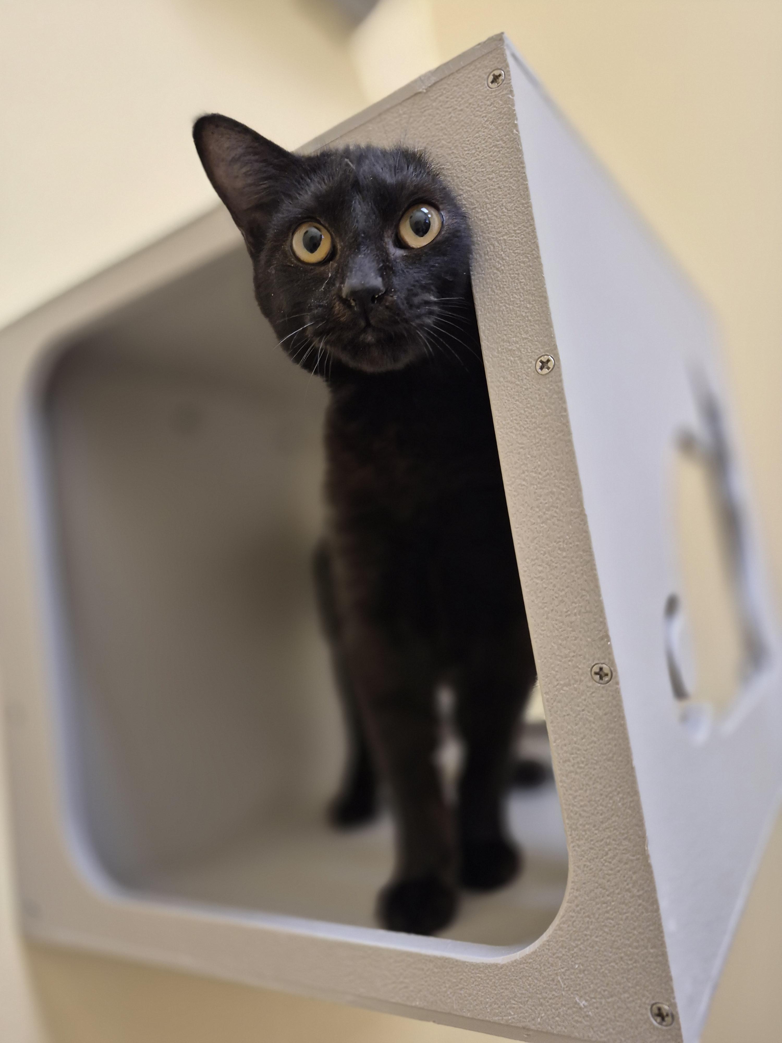 Cotton, an adopted Domestic Short Hair in Schertz, TX image 1/3