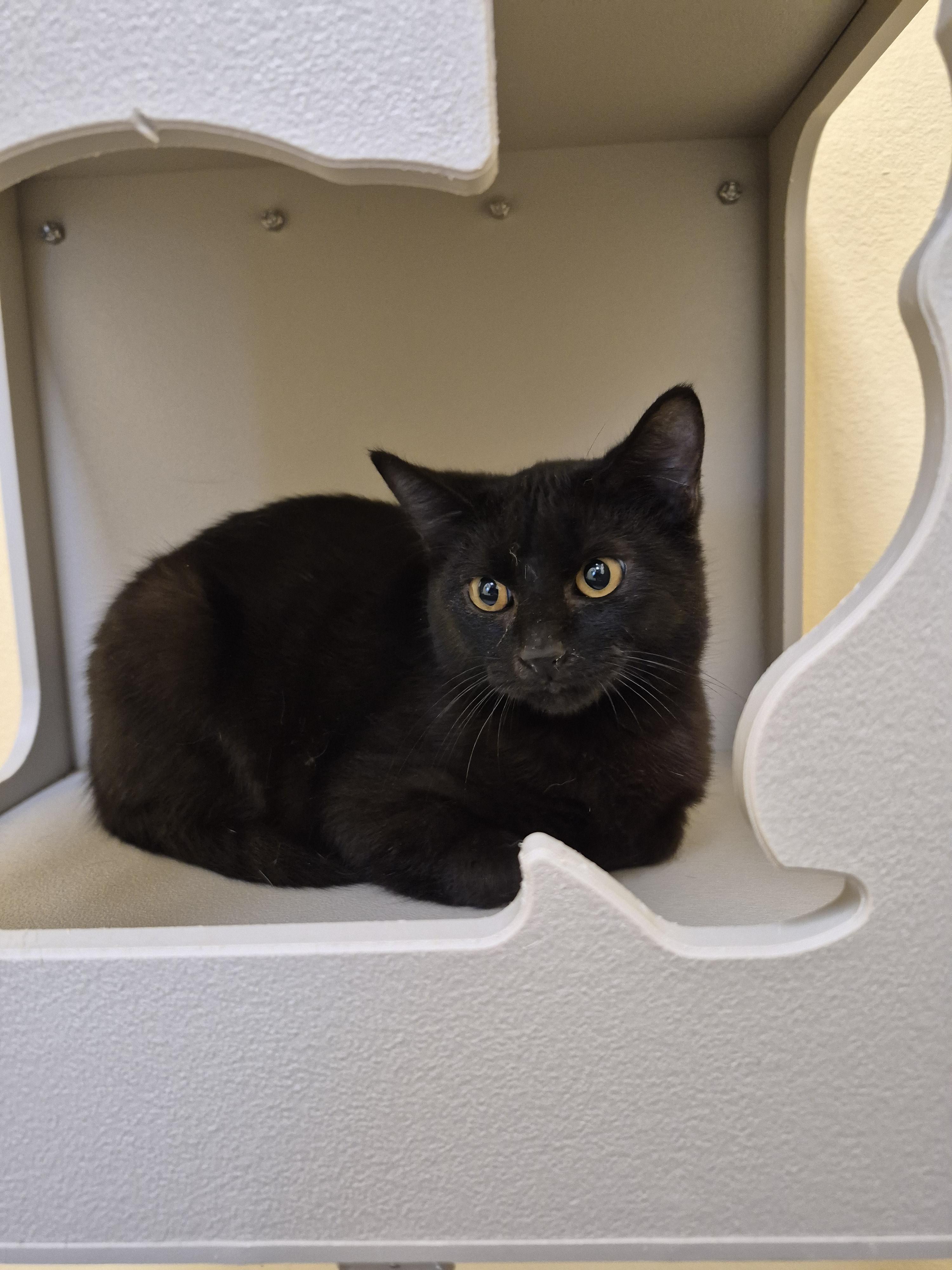Cotton, an adopted Domestic Short Hair in Schertz, TX image 3/3