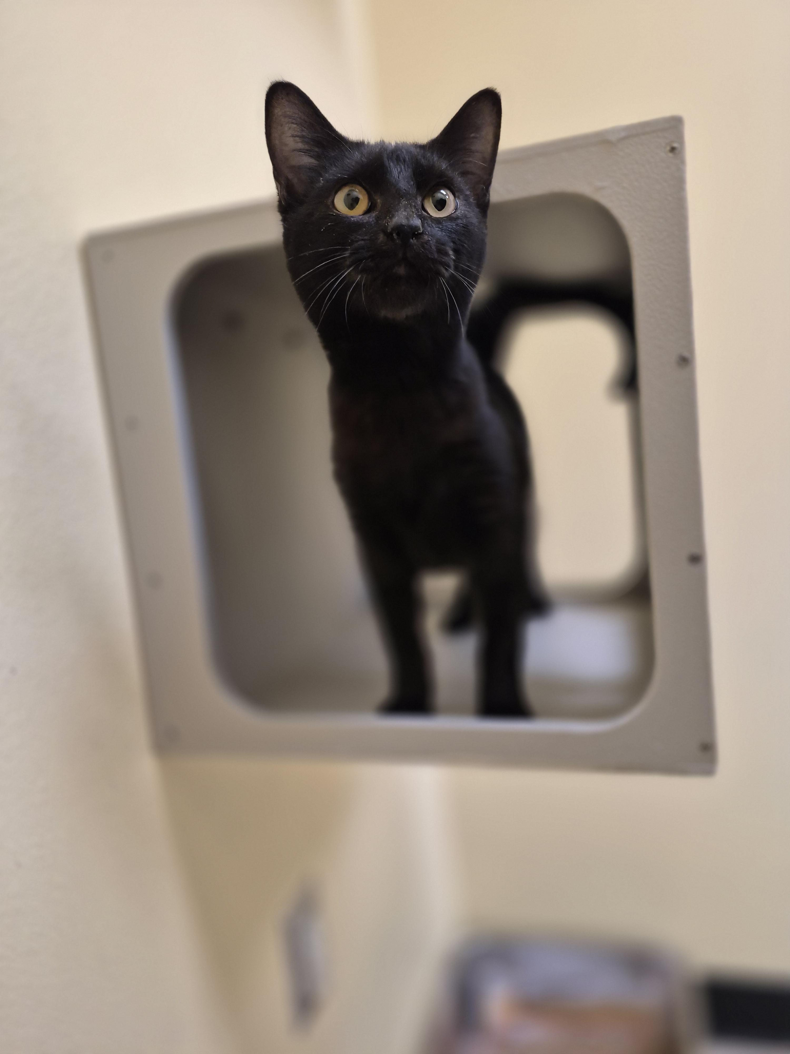 Cotton, an adopted Domestic Short Hair in Schertz, TX image 2/3