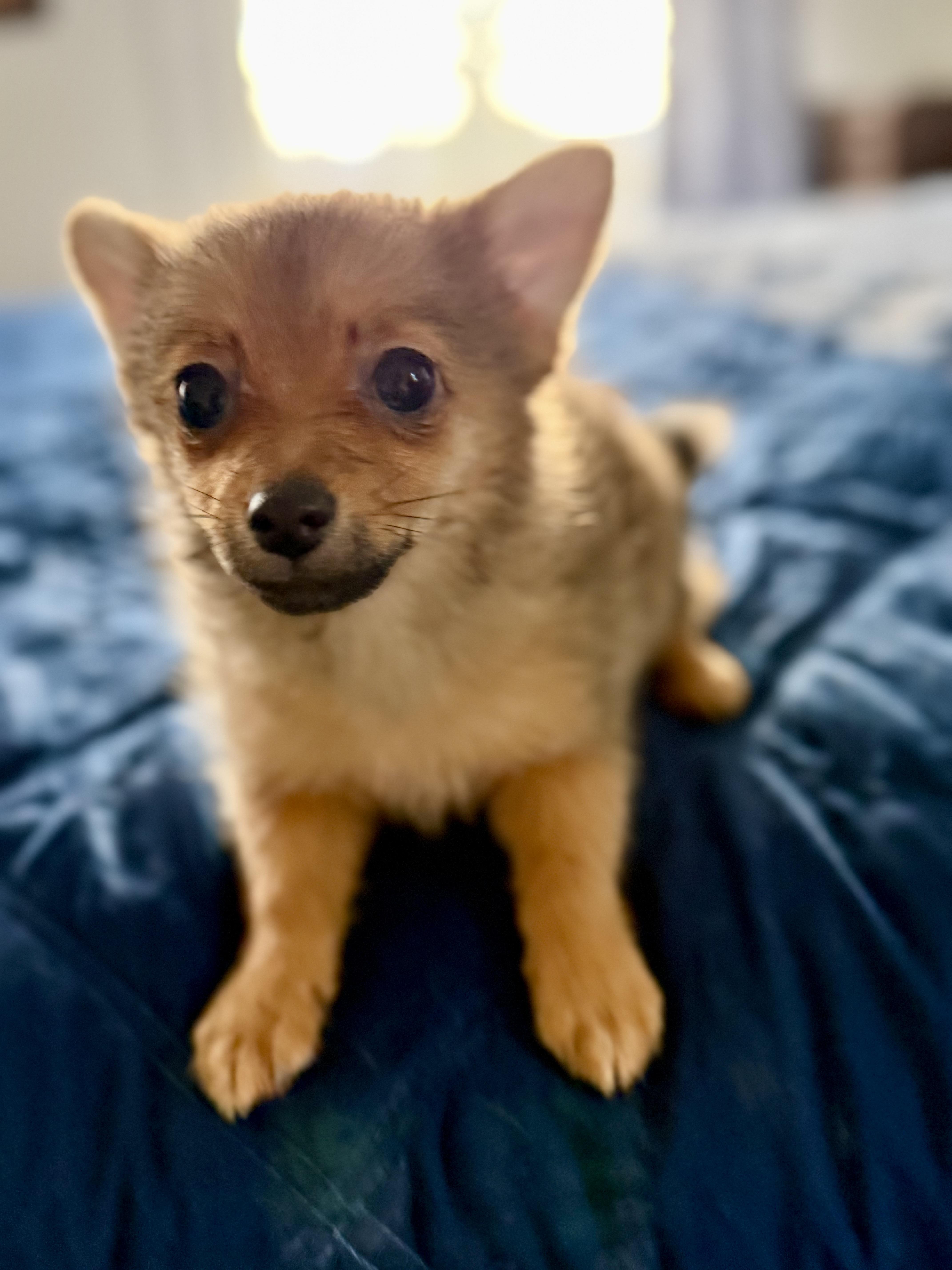 Enlarge Strawberry, a Adoptable mixed breed in Tomkins Cove, NY image 2/4