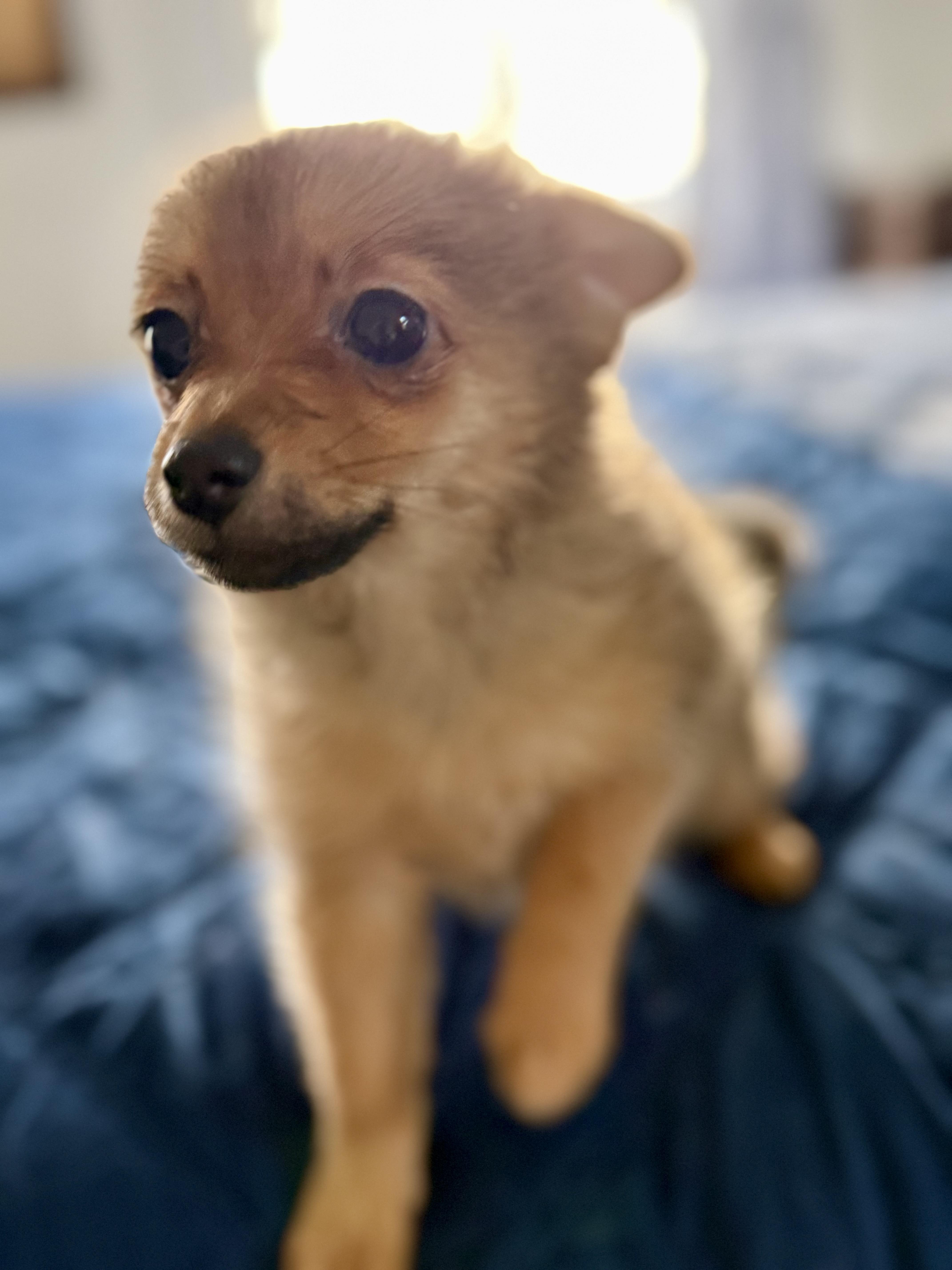 Enlarge Strawberry, a Adoptable mixed breed in Tomkins Cove, NY image 3/4