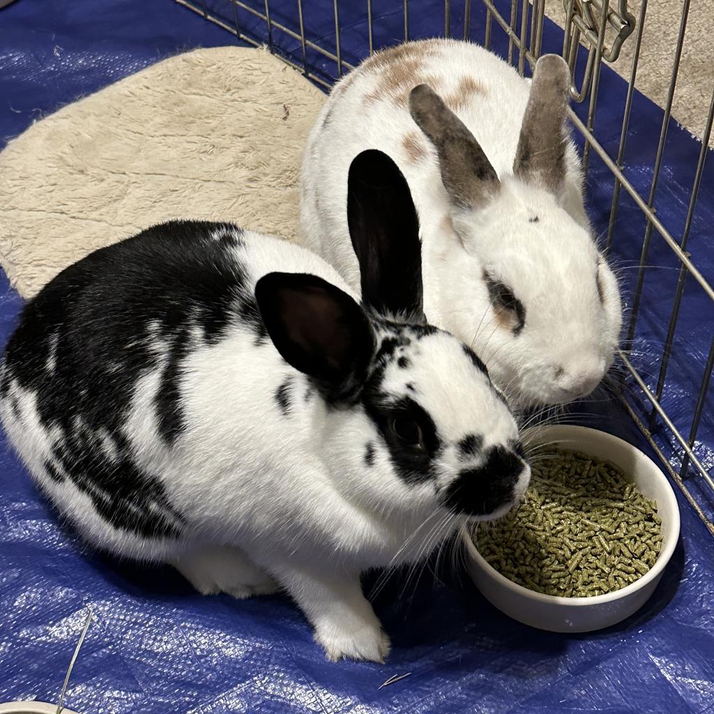 Enlarge Paulette and Gale, a Adoptable English Spot in Rock Hall, MD image 1/7
