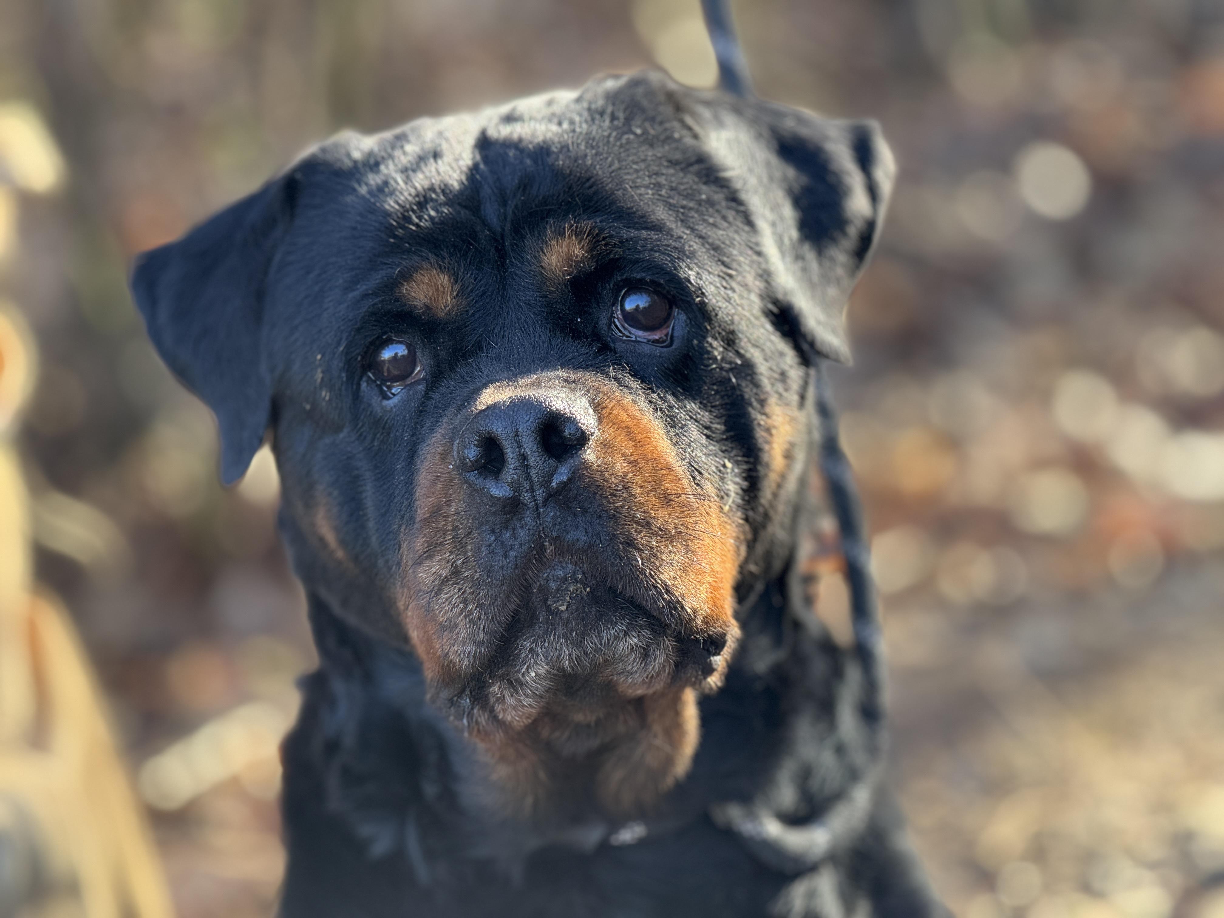 Naomi , a ADOPTABLE Rottweiler in Richmond, VA image 1/6