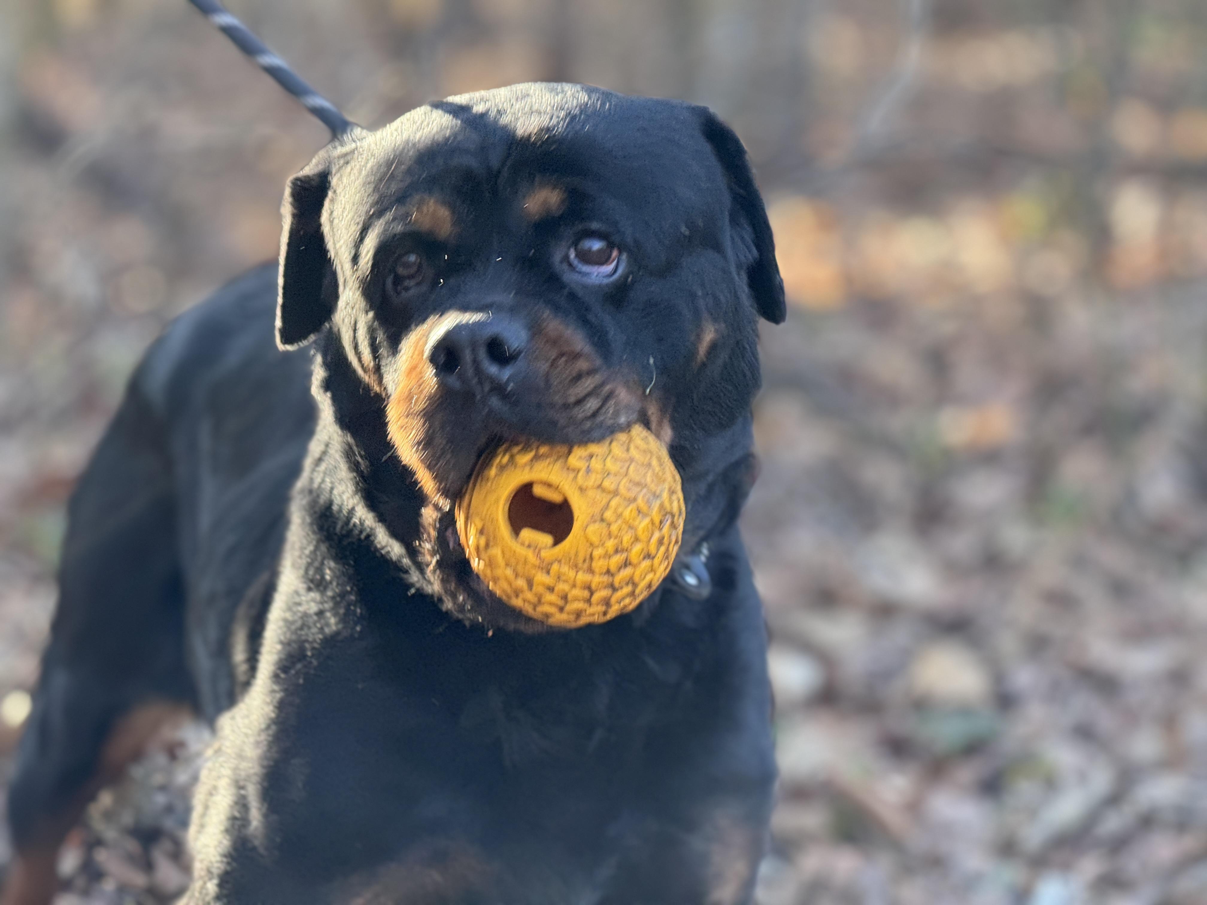 Naomi , a ADOPTABLE Rottweiler in Richmond, VA image 4/6