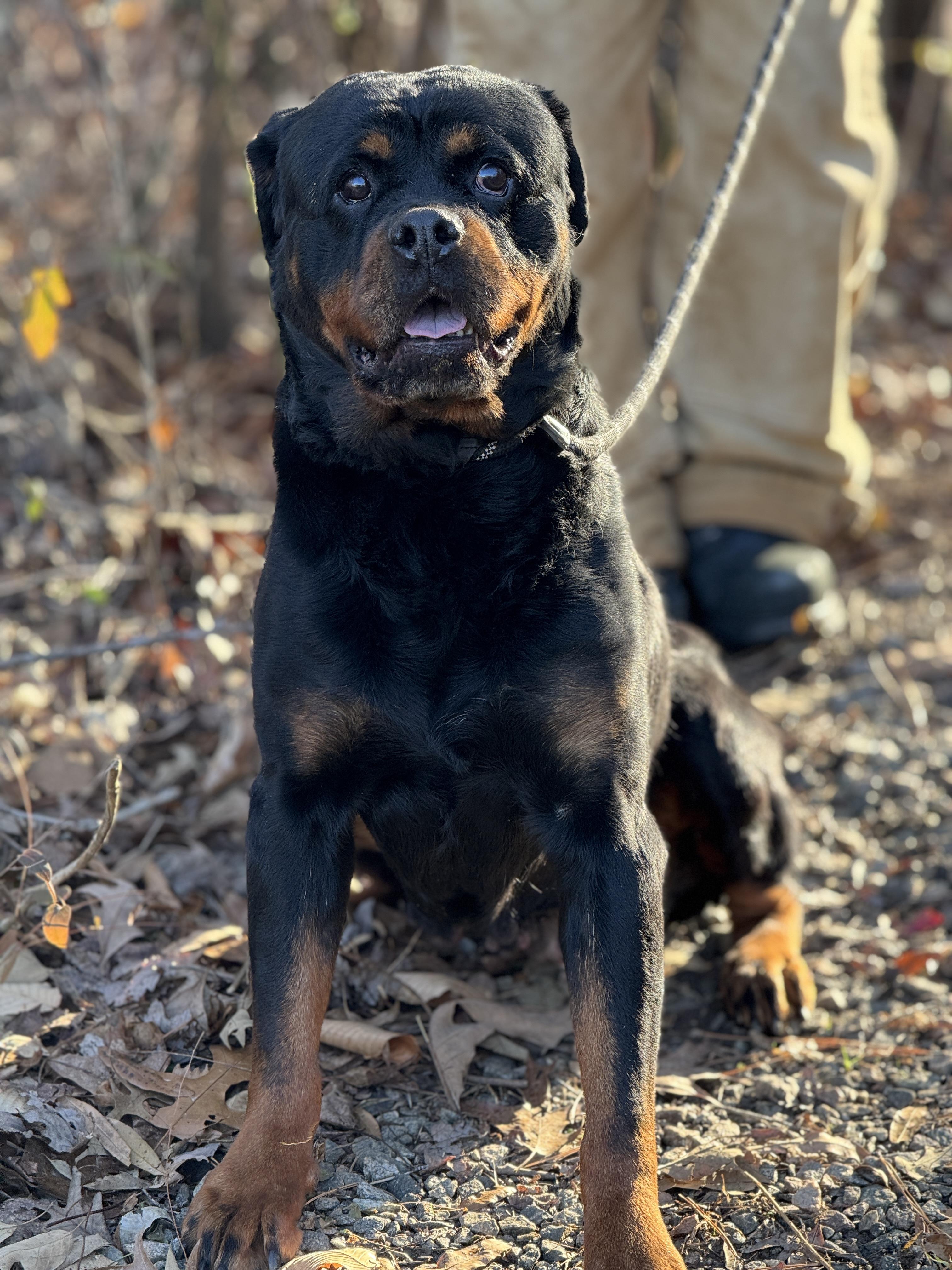 Naomi , a ADOPTABLE Rottweiler in Richmond, VA image 3/6