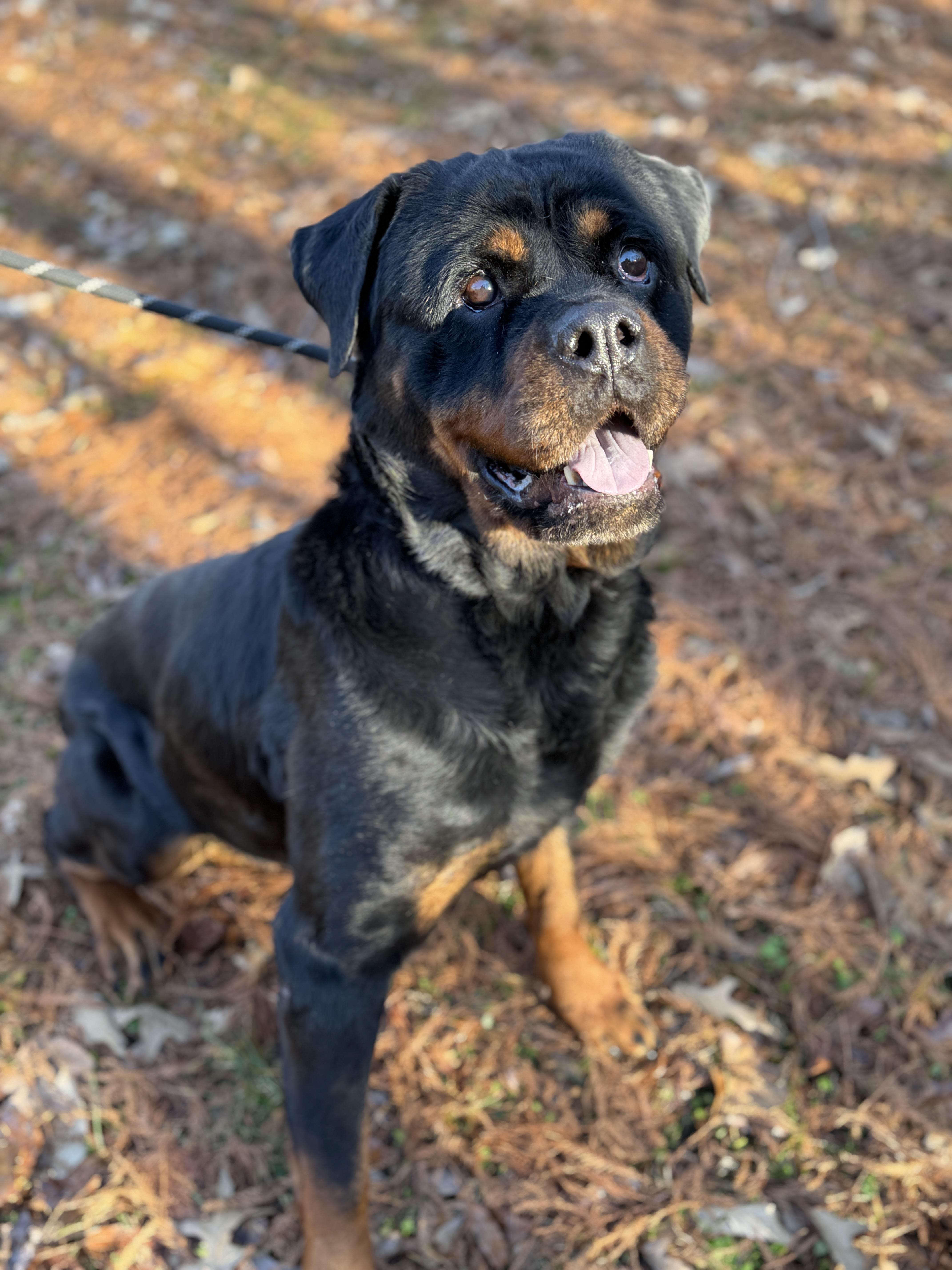 Naomi , a ADOPTABLE Rottweiler in Richmond, VA image 5/6