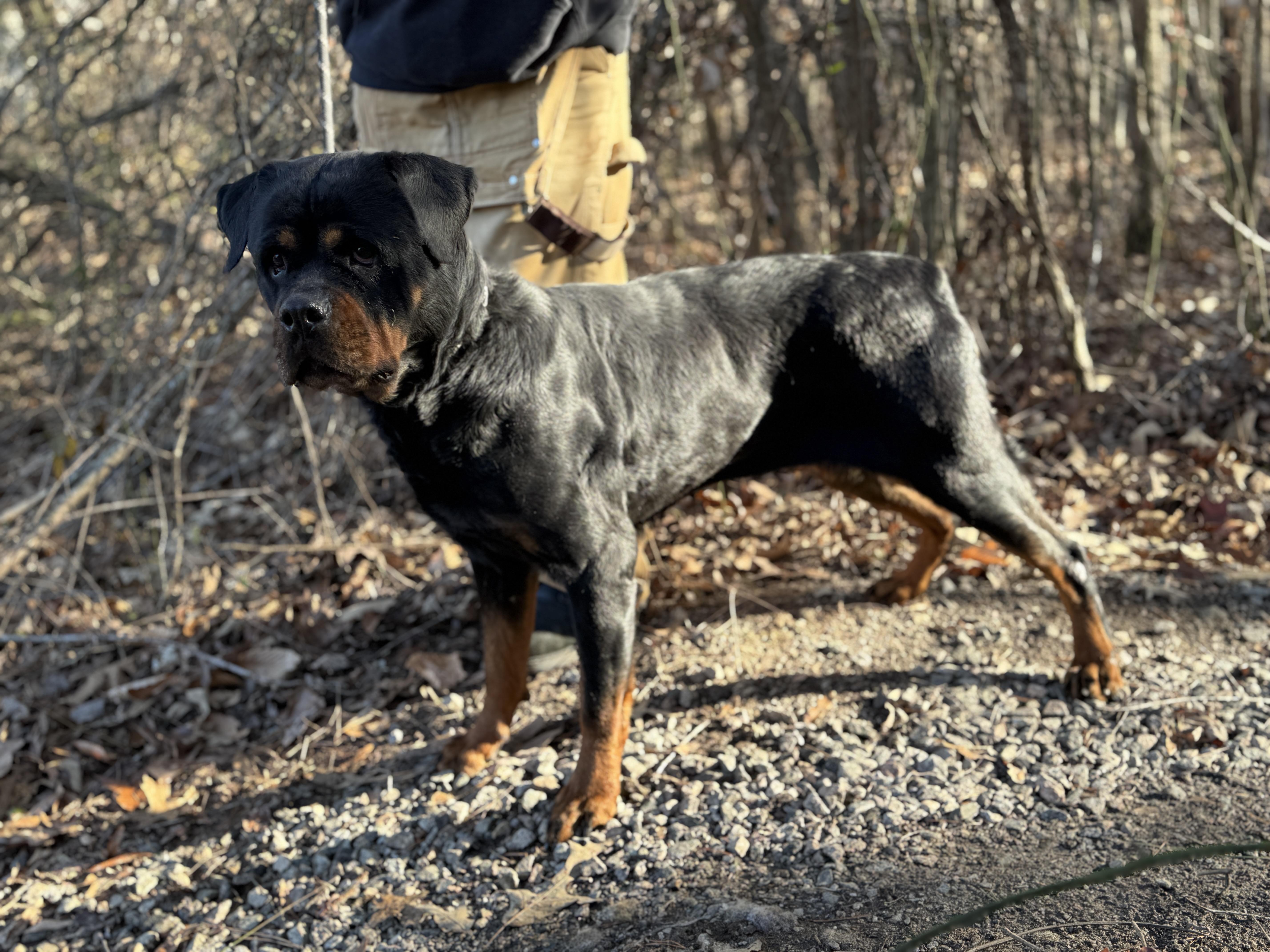 Naomi , a ADOPTABLE Rottweiler in Richmond, VA image 6/6