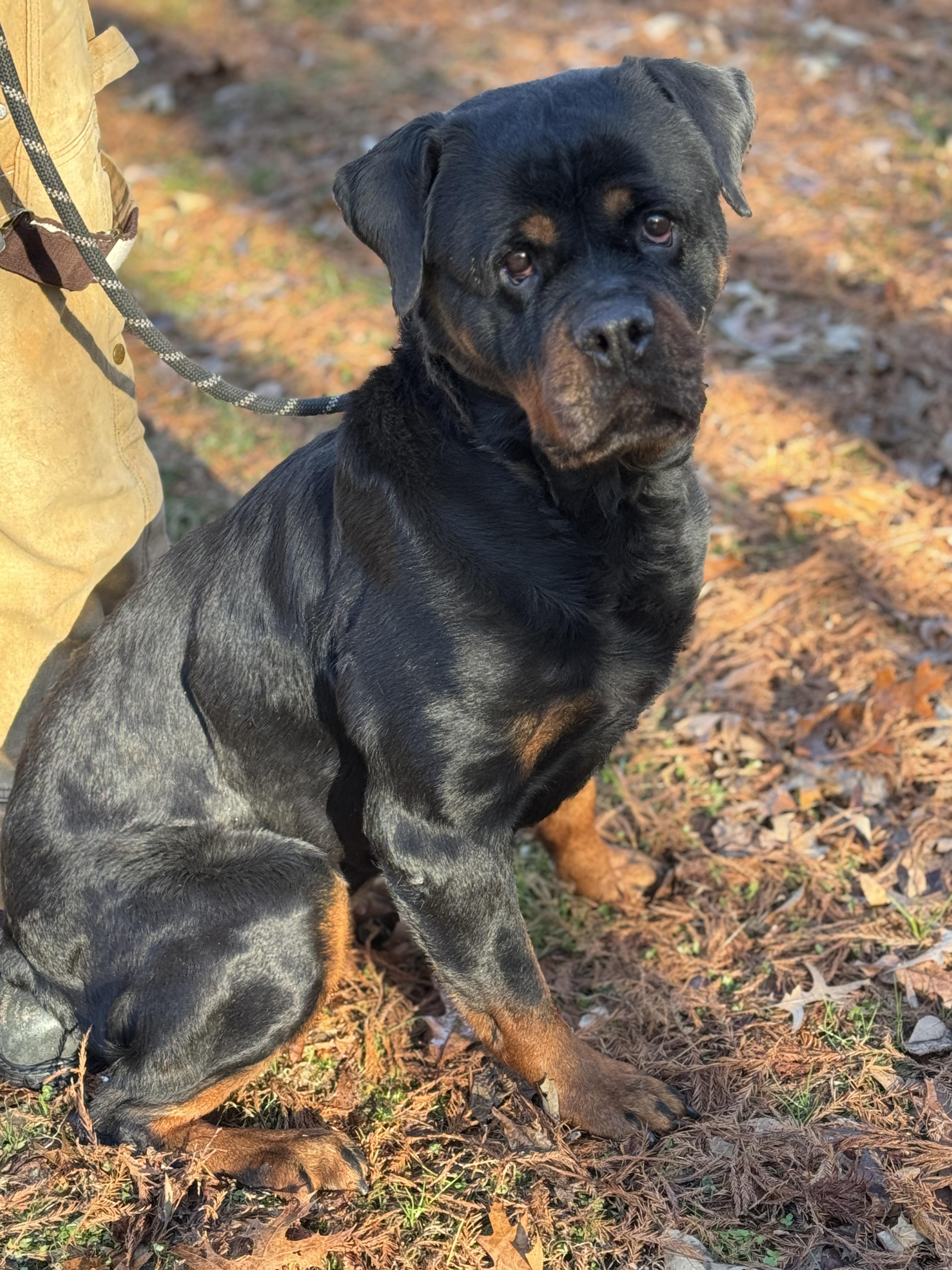 Naomi , a ADOPTABLE Rottweiler in Richmond, VA image 2/6