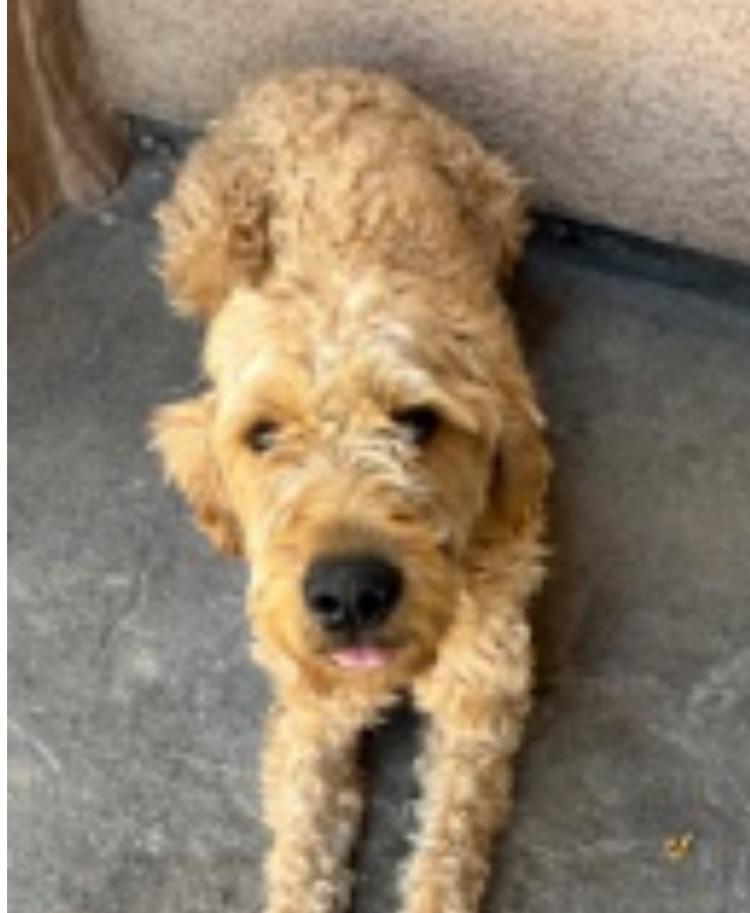 Enlarge Luca, a Adoptable mixed breed in Logan, UT image 1/1
