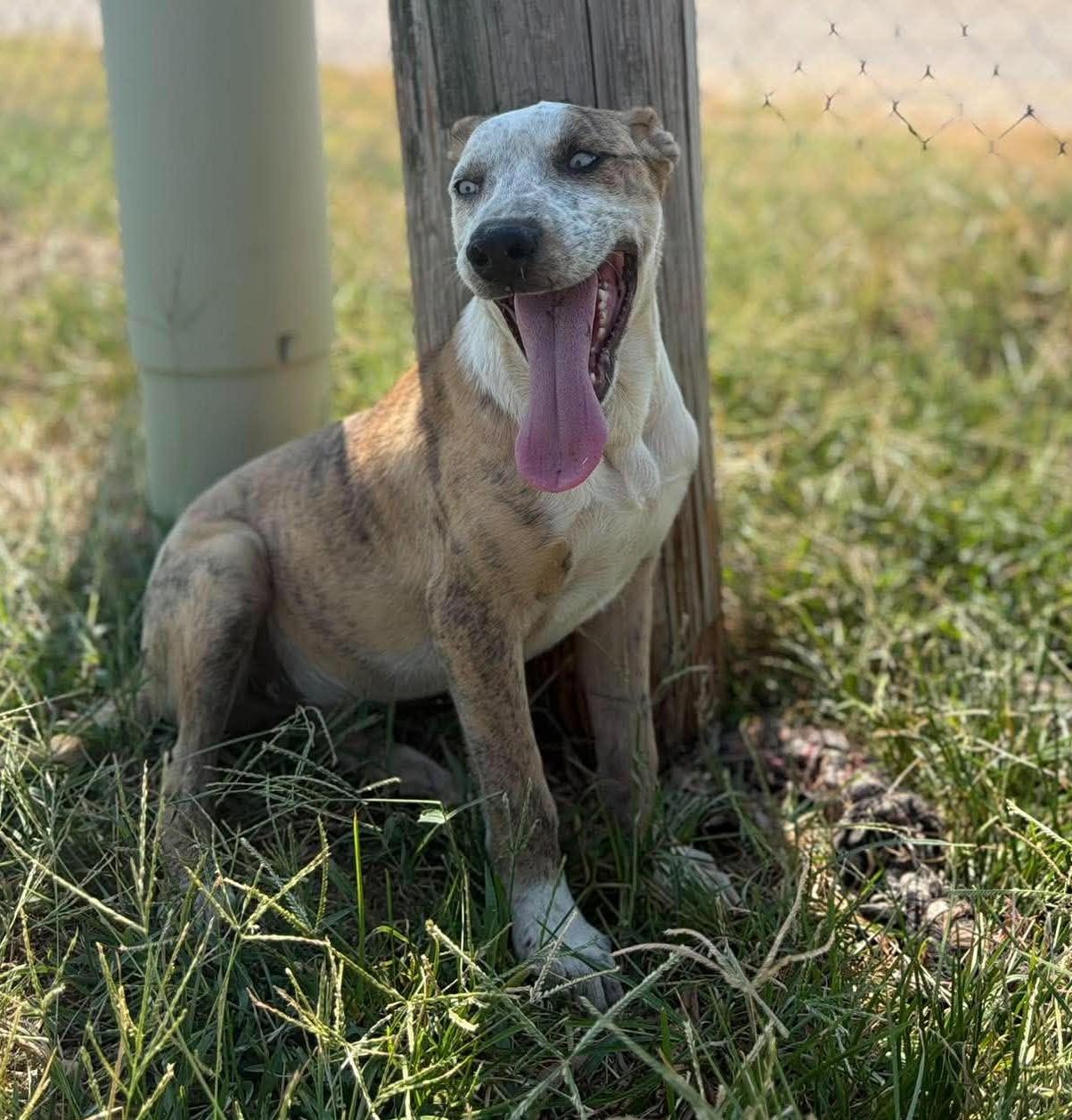 Enlarge Pixel, a Adopted Mixed Breed in Barrington, NH image 3/4