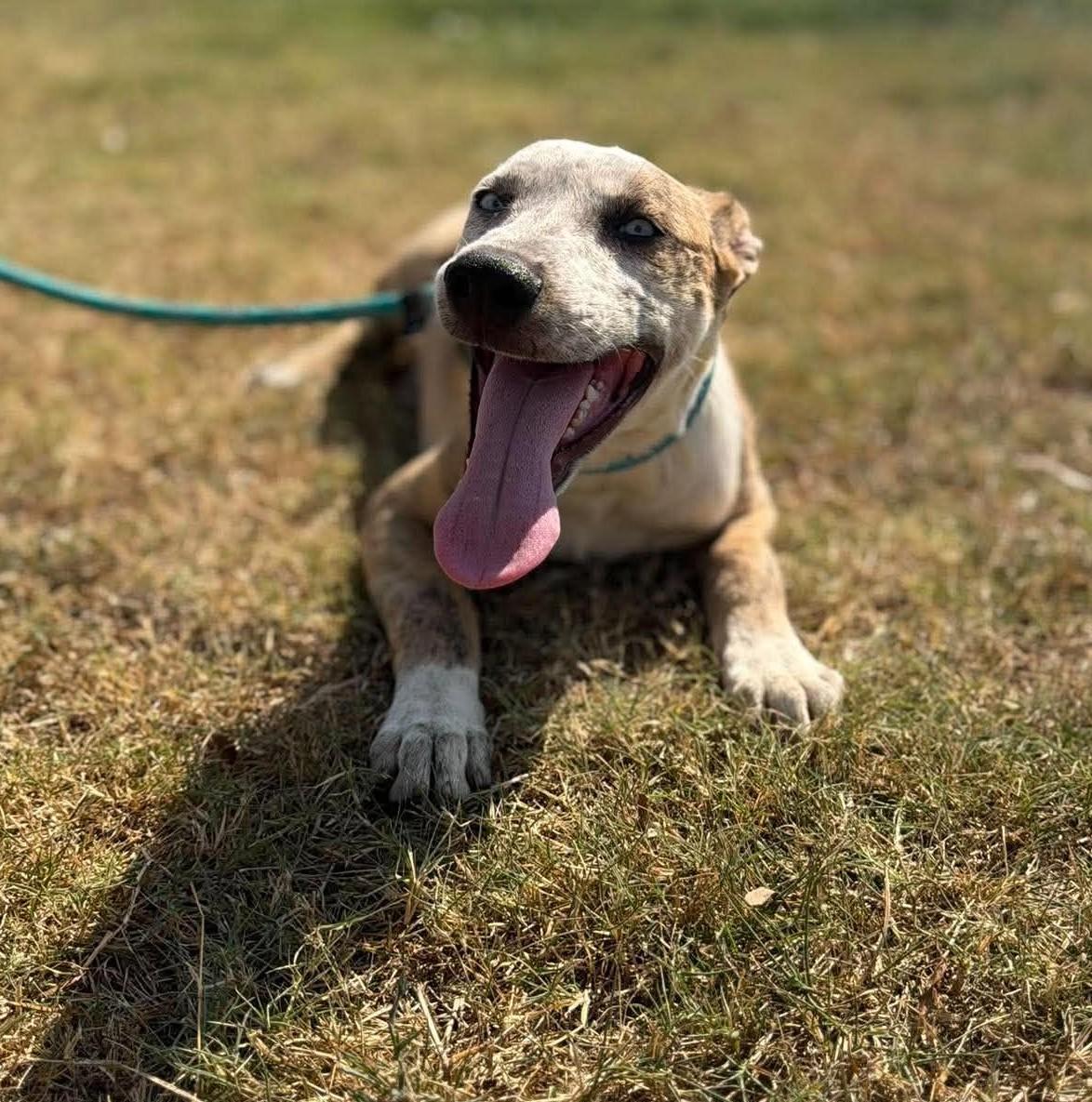 Enlarge Pixel, a Adopted Mixed Breed in Barrington, NH image 4/4