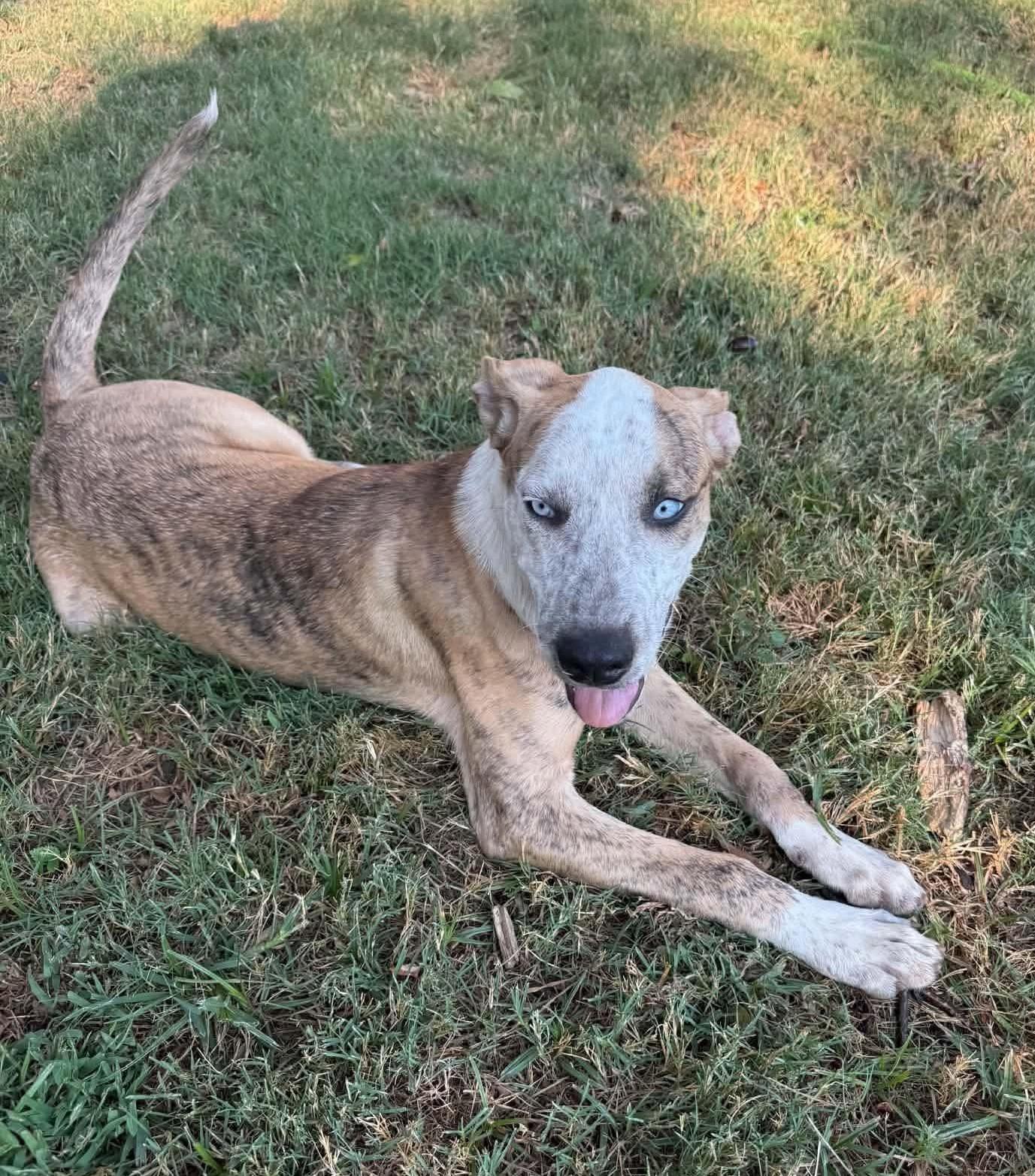 Pixel, Adoptable, Puppy Male Mixed Breed.