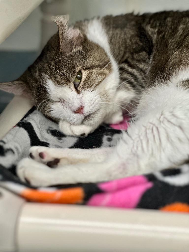 Vito, Adoptable, Senior Male Domestic Short Hair.