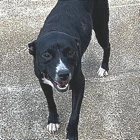 Enlarge Missy, a Adoptable Mixed Breed in Tupelo, MS image 1/3