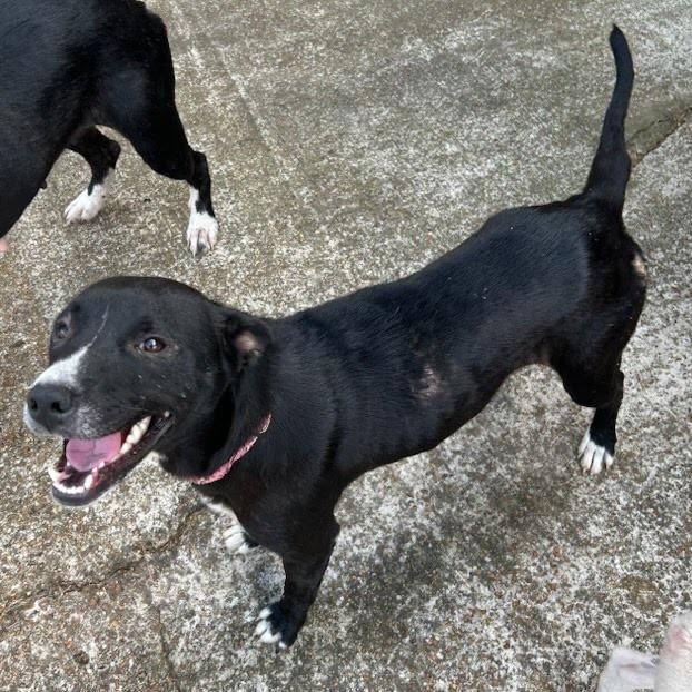 Enlarge Missy, a Adoptable Mixed Breed in Tupelo, MS image 2/3