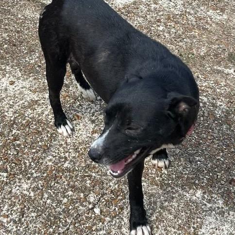 Enlarge Missy, a Adoptable Mixed Breed in Tupelo, MS image 3/3