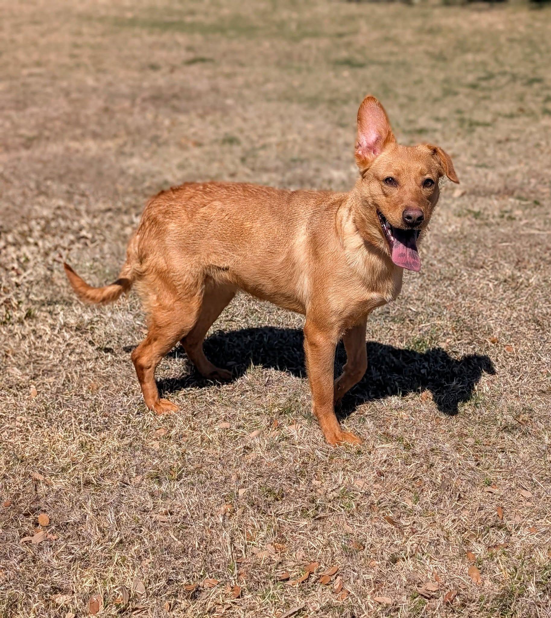 Enlarge Pickles , a ADOPTABLE mixed breed in Cleburne, TX image 1/1