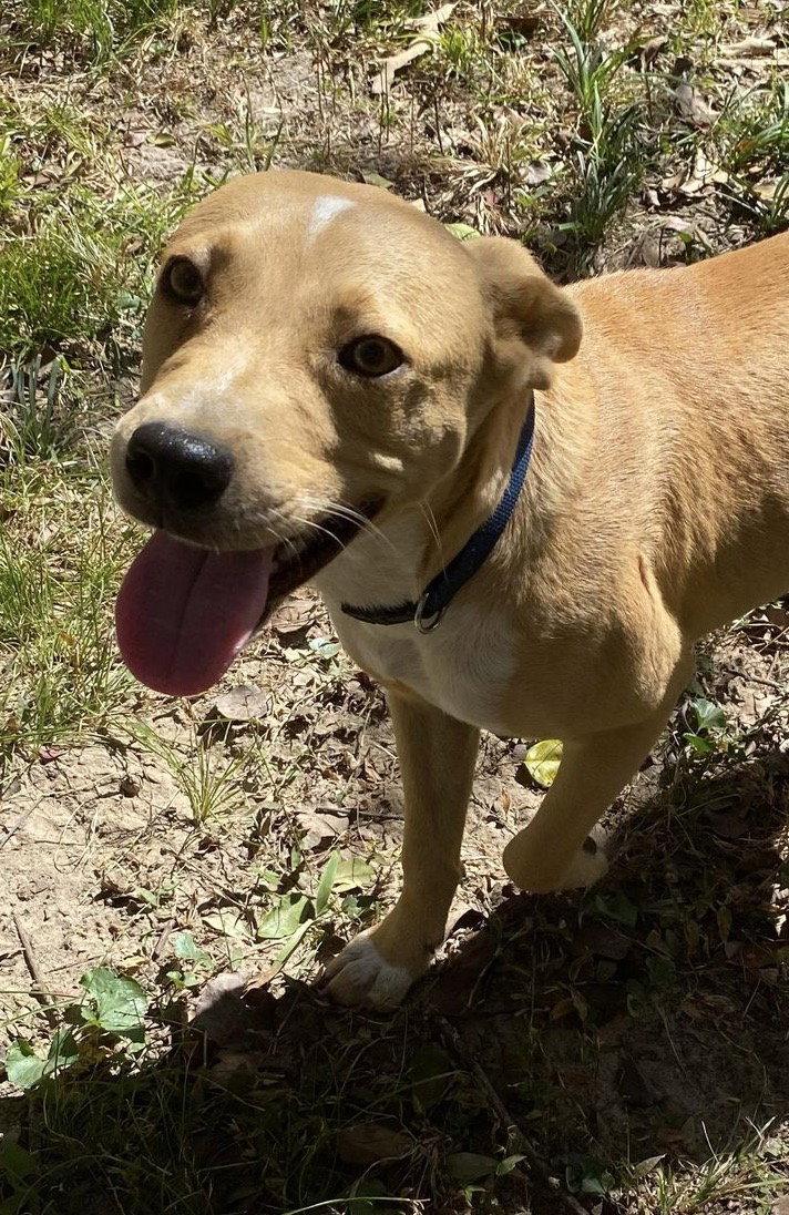 Enlarge Luke, a Adoptable Mixed Breed in Ridgefield, CT image 1/3