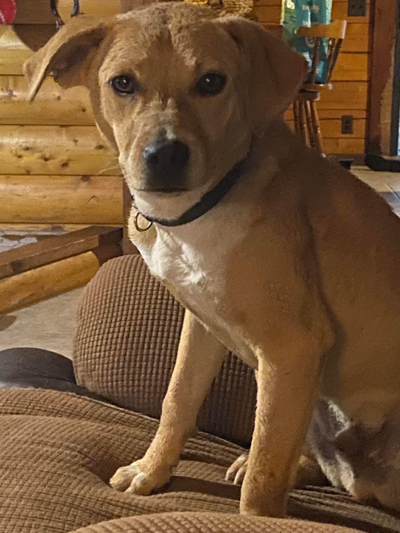 Enlarge Luke, a Adoptable Mixed Breed in Ridgefield, CT image 2/3