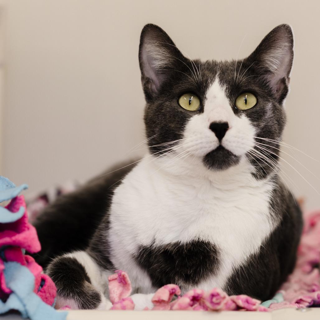 Enlarge Gronk, a Adoptable Domestic Short Hair in Naples, FL image 1/6