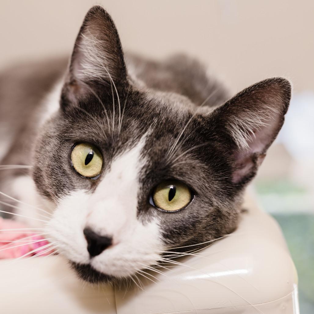 Enlarge Gronk, a Adoptable Domestic Short Hair in Naples, FL image 2/6