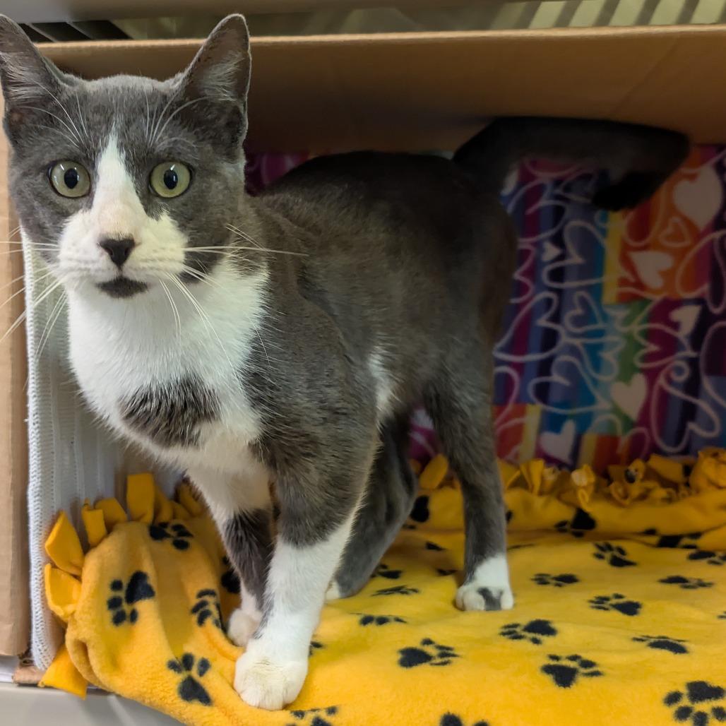 Enlarge Gronk, a Adoptable Domestic Short Hair in Naples, FL image 3/6