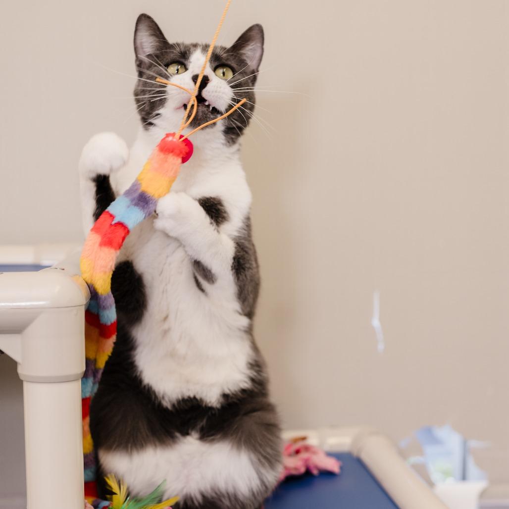 Enlarge Gronk, a Adoptable Domestic Short Hair in Naples, FL image 4/6