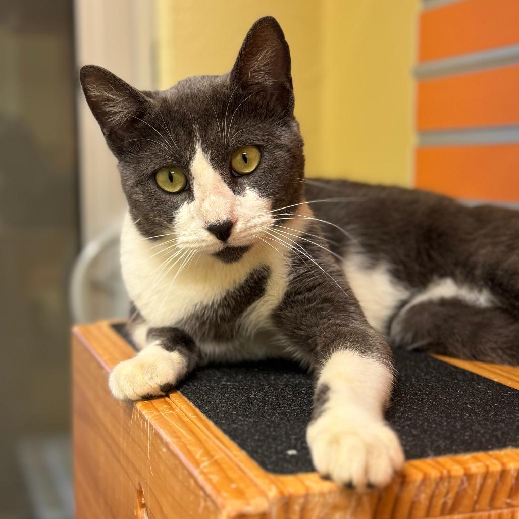 Enlarge Gronk, a Adoptable Domestic Short Hair in Naples, FL image 5/6