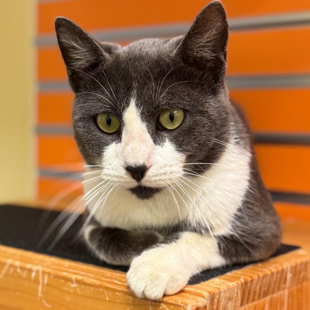 Enlarge Gronk, a Adoptable Domestic Short Hair in Naples, FL image 6/6