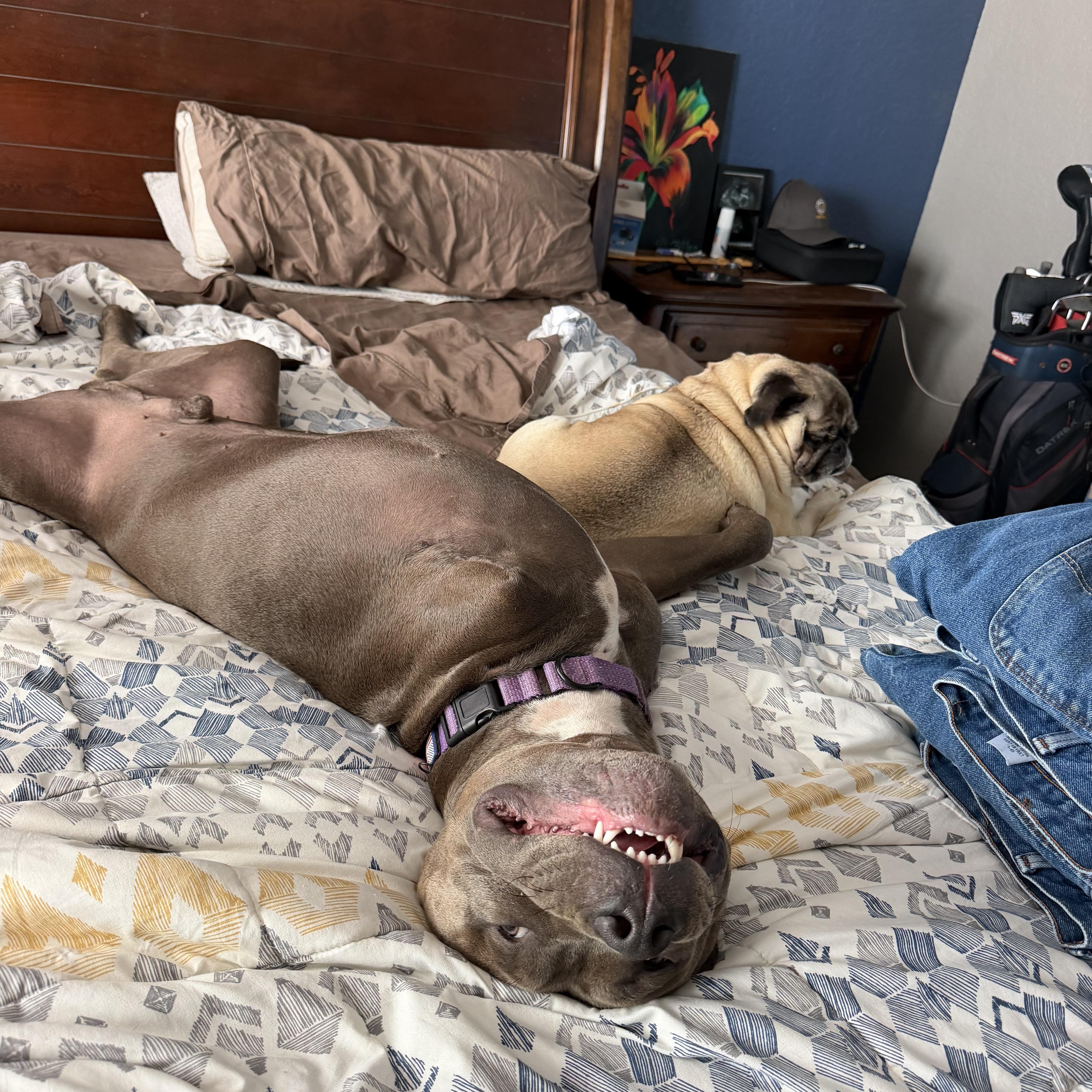 Enlarge Atlas, a Adoptable mixed breed in Lacey, WA image 5/6
