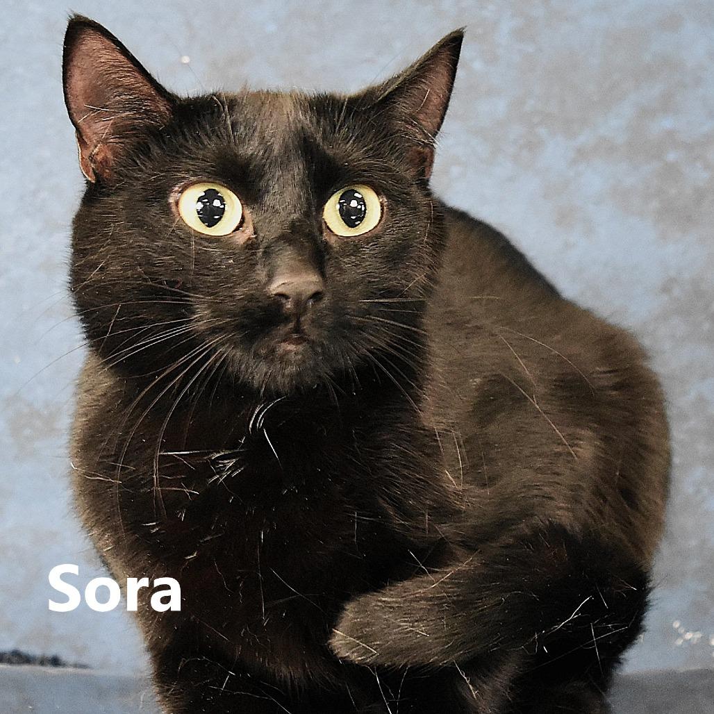 Seraphina — thumbnail 3